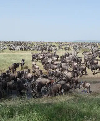 Sei dabei bei der grossen Tierwanderung in der Serengeti
